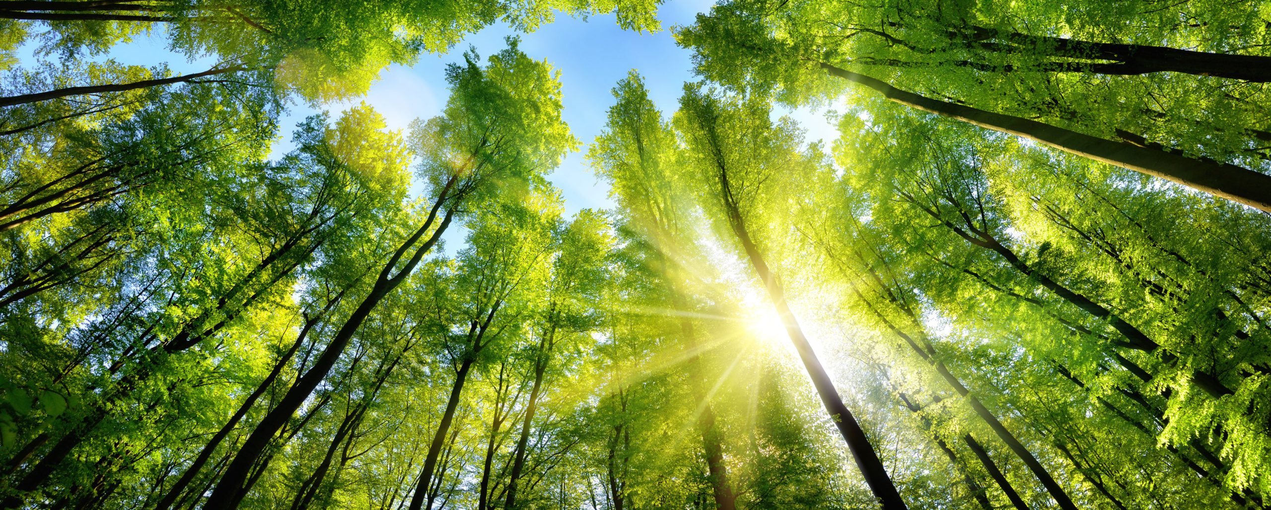 Trees-1-GettyImages-598057526