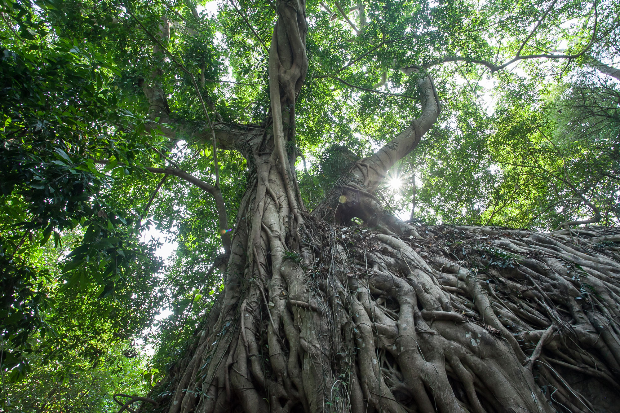 Roots_Branches