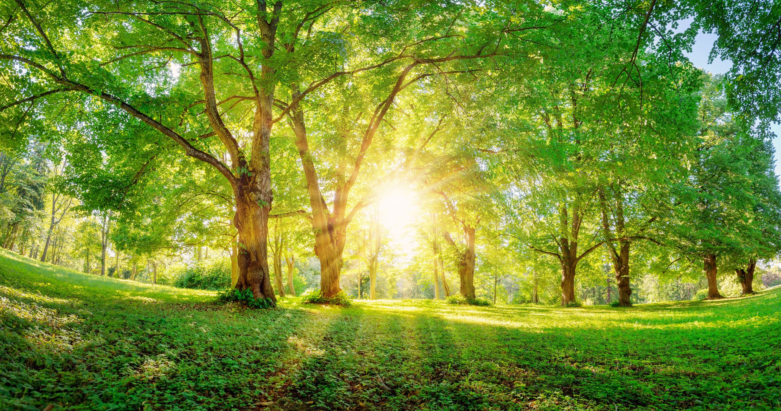 Trees-Light-Bright
